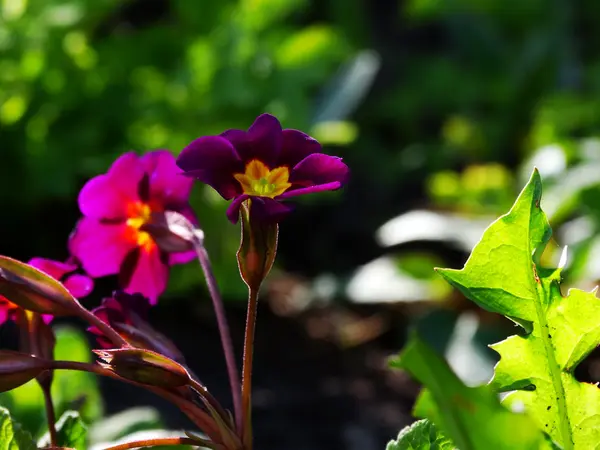 Jardín de flores de prímula — Foto de Stock