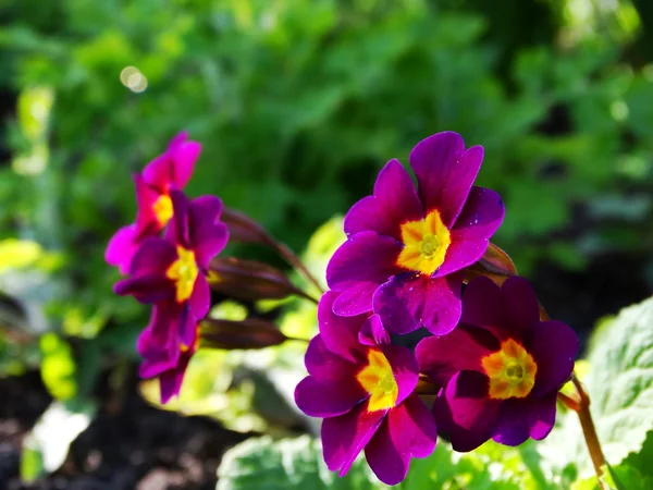 Primrose Flower Garden — Stock Photo, Image