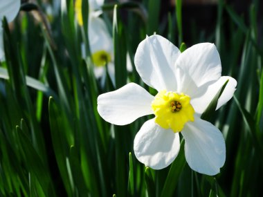 Bahçedeki nergisler