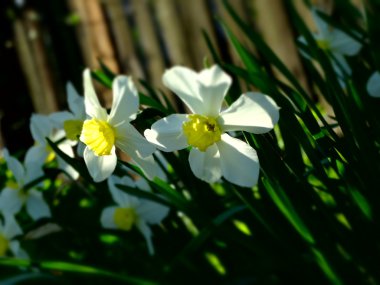 Bahçedeki nergisler
