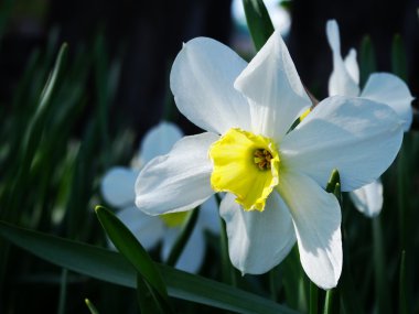 Bahçedeki nergisler