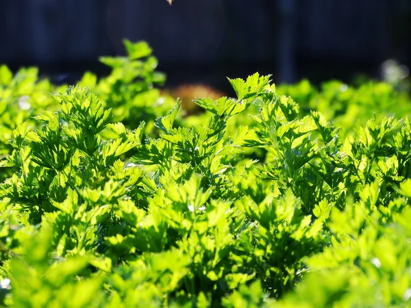 Salsa verde no jardim — Fotografia de Stock