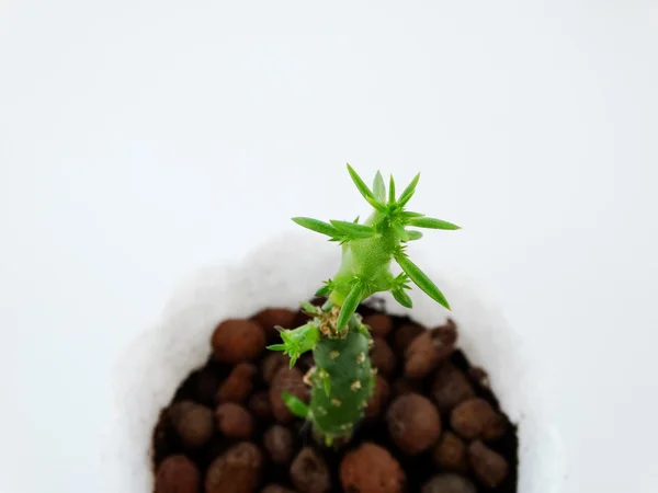 Home Cactus Cylindropuntia — Stock Photo, Image