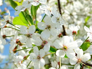 Bahar çiçekli kiraz