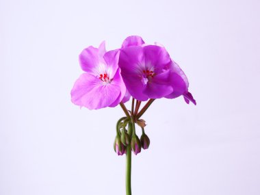 Sardunya çiçeği, houseplant