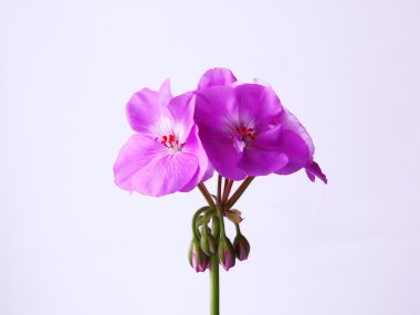 Sardunya çiçeği, houseplant