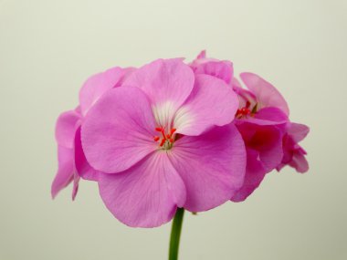 Sardunya çiçeği, houseplant