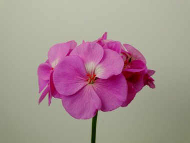 Sardunya çiçeği, houseplant