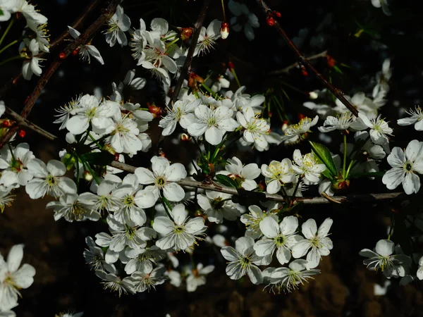 Cerise à fleurs de printemps — Photo