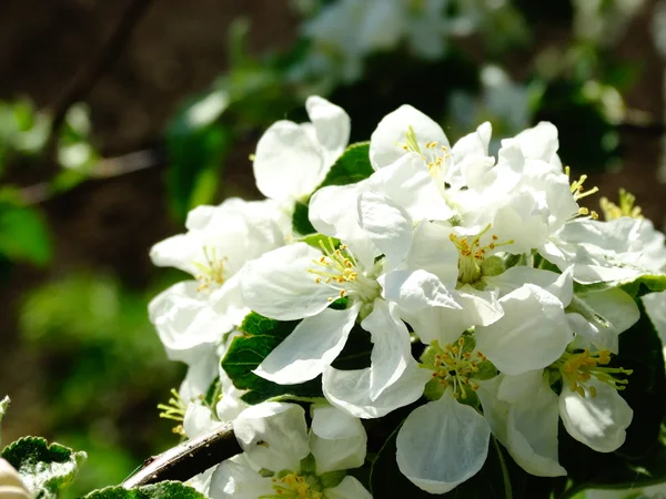 Floraison des pommiers dans le jardin — Photo