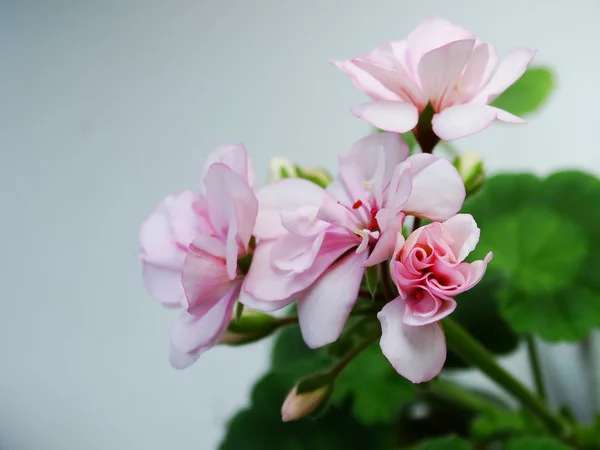 ゼラニウムの花、観葉植物 — ストック写真