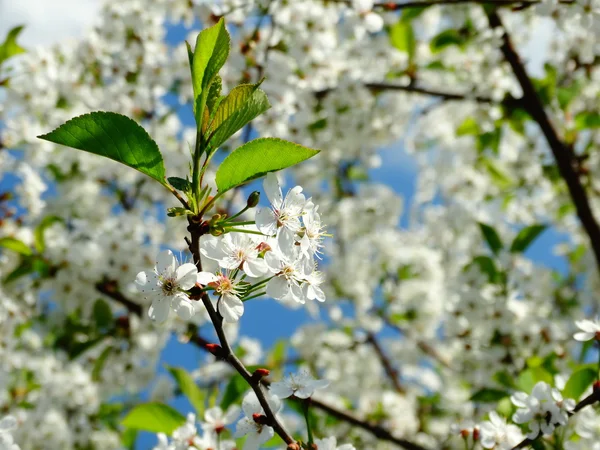 Cerise à fleurs de printemps — Photo