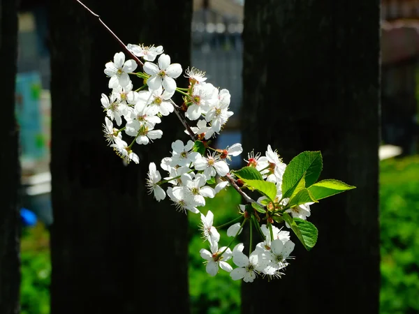 Cerise à fleurs de printemps — Photo