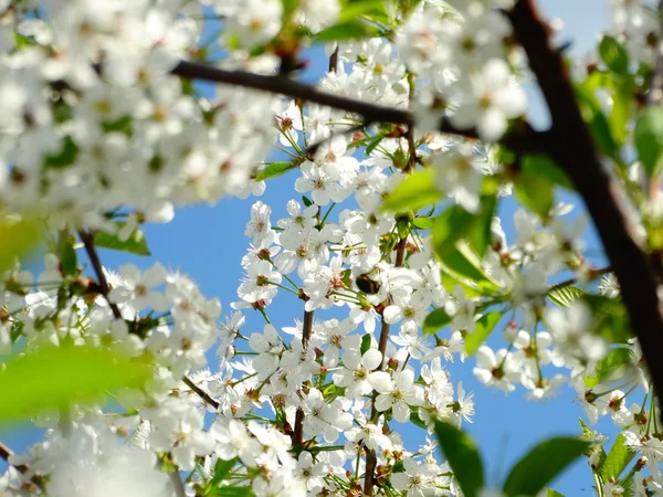 Jarní kvetoucí třešeň — Stock fotografie