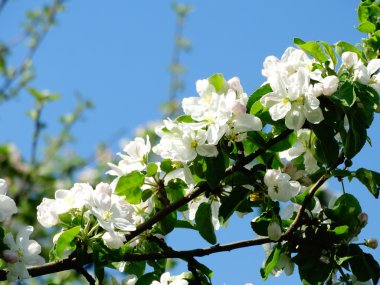 Bahçede çiçek açan elma ağaçları