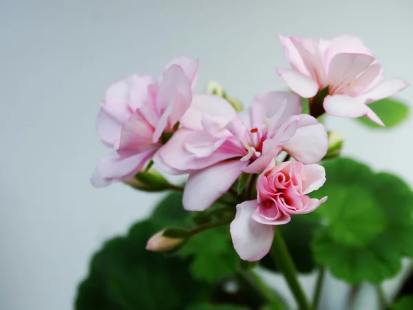 Λουλούδι γερανίου, φυτό εσωτερικού χώρου — Φωτογραφία Αρχείου