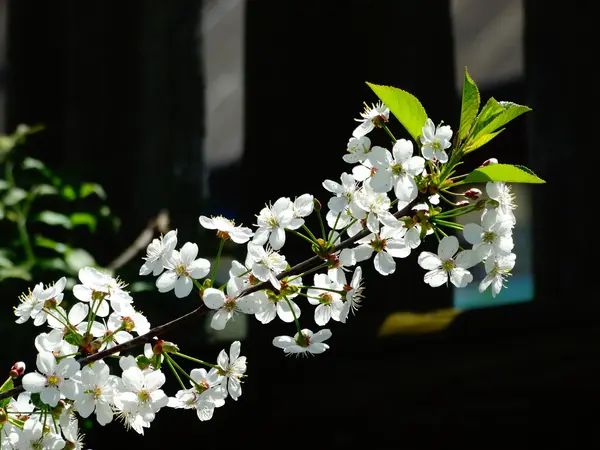 Jarní kvetoucí třešeň — Stock fotografie