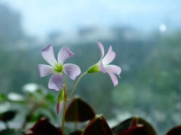 Oksalis, flor da casa — Fotografia de Stock