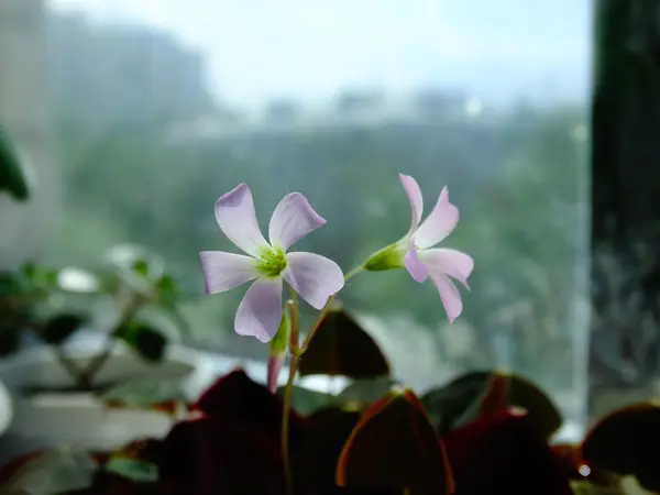 Oksalis, flor da casa — Fotografia de Stock