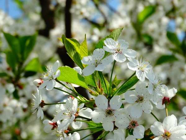 Bahar çiçekli kiraz