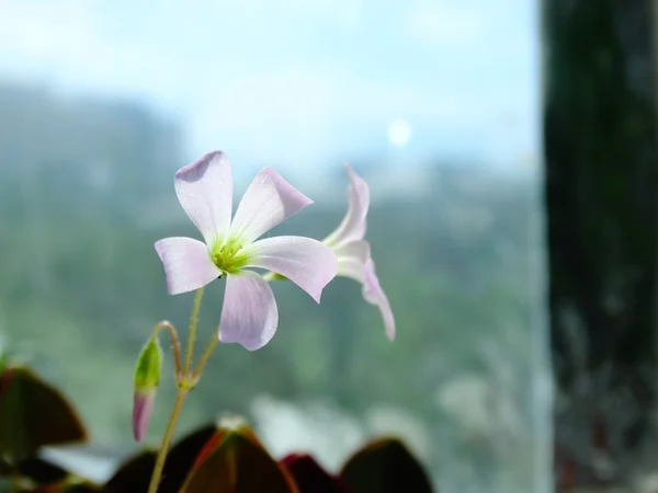 Oksalis, flor da casa — Fotografia de Stock