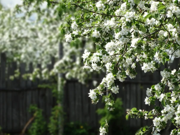 Цветущие яблони в саду — стоковое фото