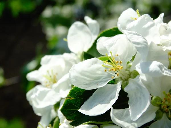 Kvetoucí jabloně v zahradě — Stock fotografie