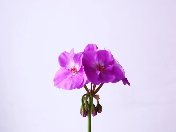 Λουλούδι γερανίου, φυτό εσωτερικού χώρου — Φωτογραφία Αρχείου