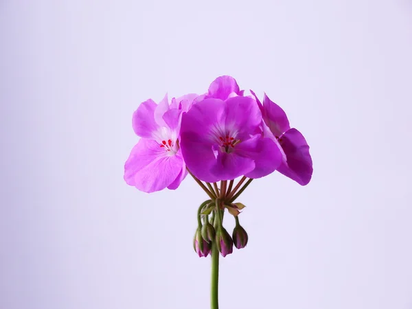 ゼラニウムの花、観葉植物 — ストック写真