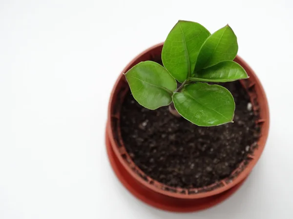 Zamioculcas, Doları ağaç