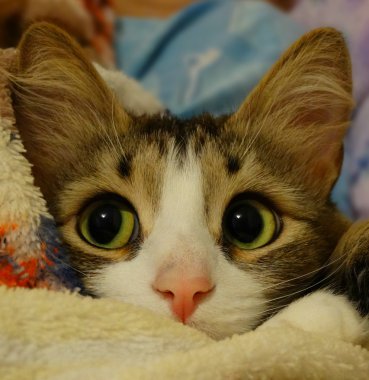 Belgili tanımlık yavru kedi görünüyor