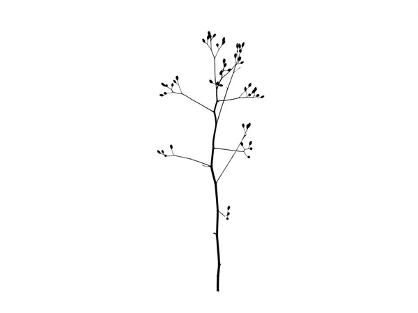 Rama de árbol sobre un fondo blanco — Foto de Stock