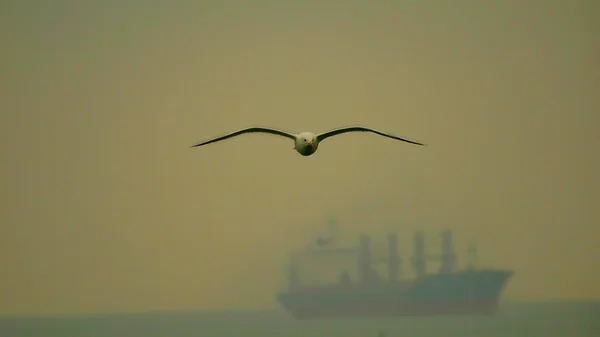 Burung camar terbang di atas laut — Stok Foto