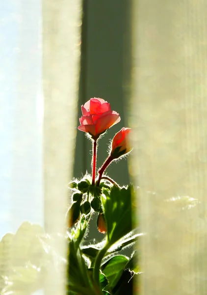Kwiat geranium, Roślina doniczkowa — Zdjęcie stockowe