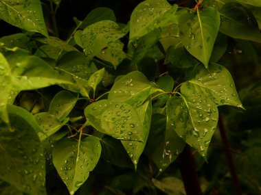 İlkbaharda yapraklarda çiy