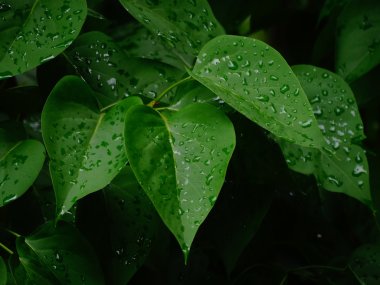 İlkbaharda yapraklarda çiy