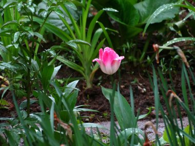 Bahçedeki kırmızı lale