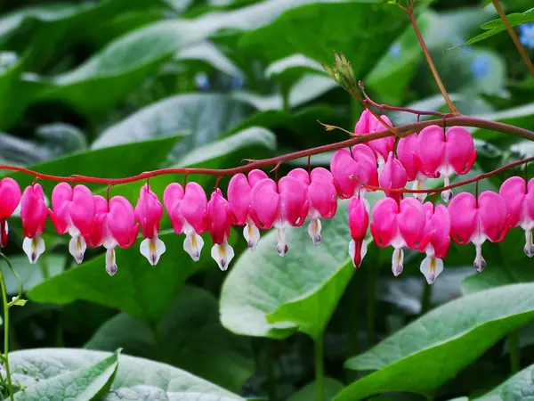 Dicentra no jardim de primavera — Fotografia de Stock