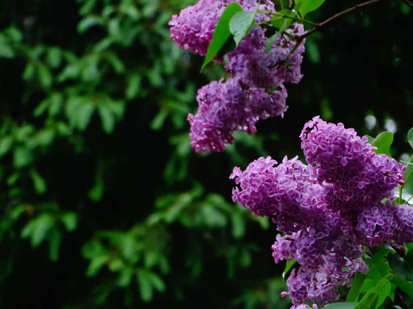 Lilas dans le jardin du printemps — Photo