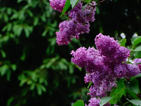 A tavaszi kertben lila — Stock Fotó