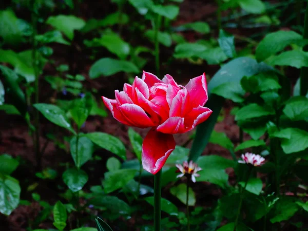 Tulipa vermelha no jardim — Fotografia de Stock