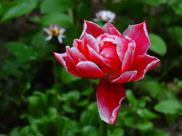 Czerwony tulipan w ogrodzie — Zdjęcie stockowe