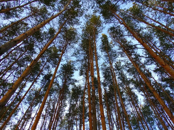 森林里的高大的树 — 图库照片