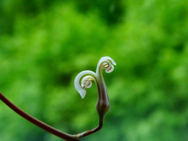 haworthia attenuata çiçek