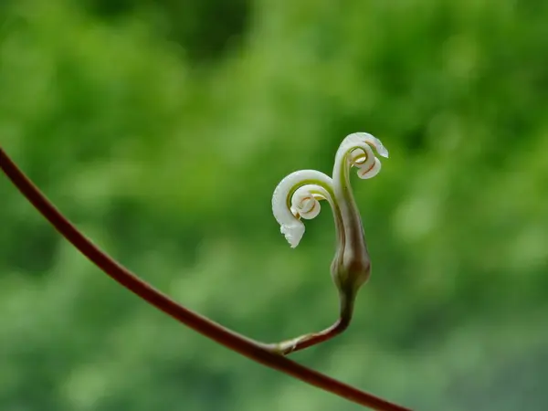 Haworthia attenuata 花 — ストック写真