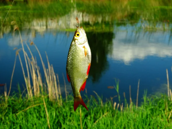 Fiske på sjön — Stockfoto