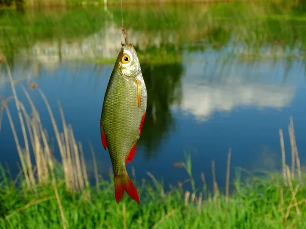 Fishing on the lake — Stock Photo, Image