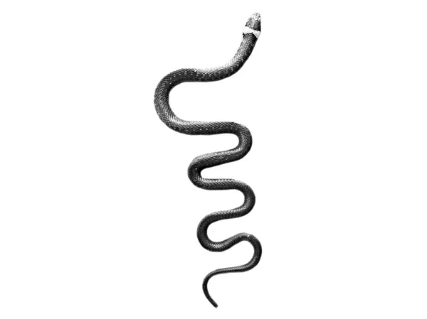 白色背景的蛇 — 图库照片