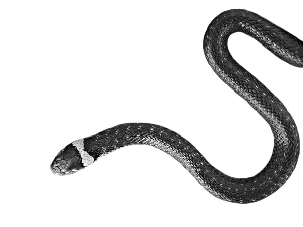 Serpente em um fundo branco — Fotografia de Stock