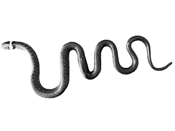 Змея на белом фоне — стоковое фото